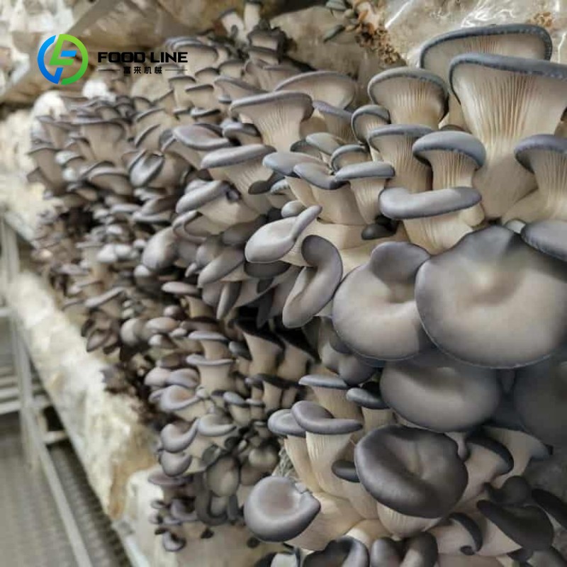 モジュール式コンテナ農場による屋内農業、都市農業、水耕栽培葉 - Urban Farming Agriculture のレビューと価格